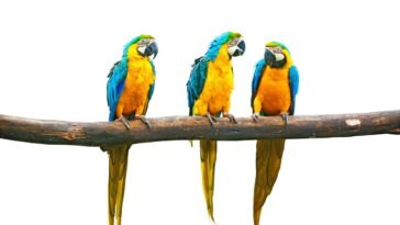 A peça de crochê que está encantando todo mundo pela originalidade