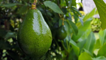 Chá de folha de abacate oferece benefícios para diabetes e saúde urinária