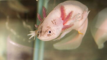 Essa criaturinha aquática feita em crochê vai derreter seu coração