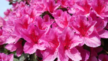 A dica caseira que faz azaleias florescerem mais rápido no Brasil