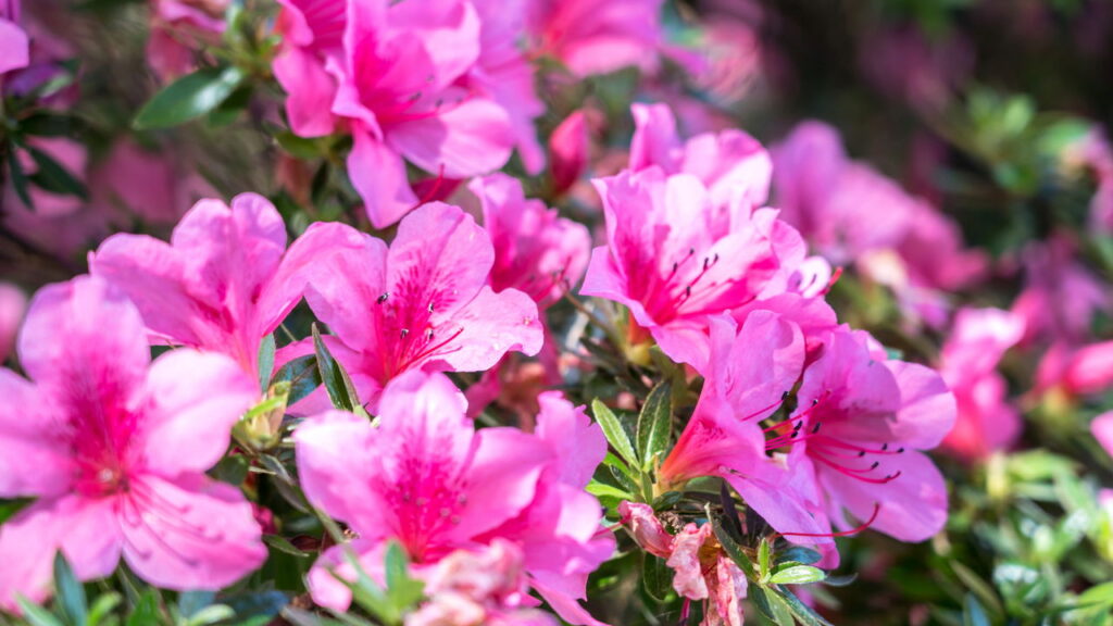 A dica caseira que faz azaleias florescerem mais rápido no Brasil