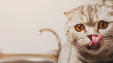 Amigurumi de gatinho em crochê é destaque entre peças infantis artesanais