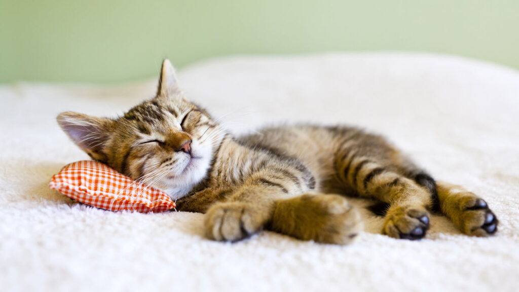 Ter um gatinho novo em casa está diferente e você precisa saber o motivo