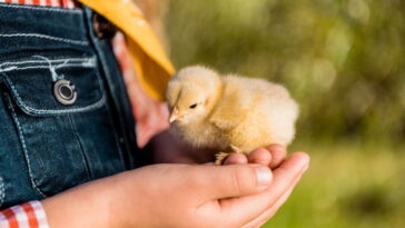 Aprenda como fazer um pintinho de crochê passo a passo com acabamento impecável