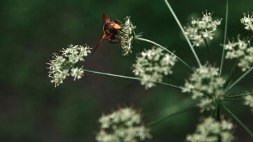 O móbile de crochê que está conquistando quartos de bebê pelo Brasil
