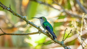 Prepare néctar caseiro e transforme sua varanda em ponto de visita de beija-flores
