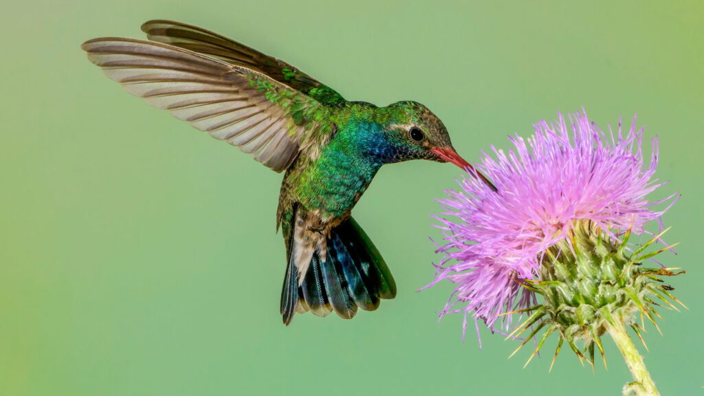 Prepare néctar caseiro e transforme sua varanda em ponto de visita de beija-flores