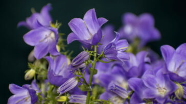 Essa flor de crochê virou xodó entre motoristas crocheteiras vão amar
