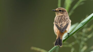 O amigurumi de passarinho em crochê mais fofo para decoração infantil