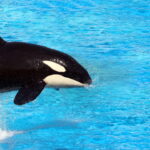 Amigurumi de orca em crochê que encanta crianças e adultos