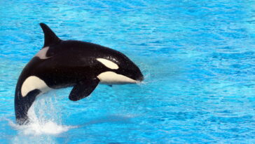 Amigurumi de orca em crochê que encanta crianças e adultos