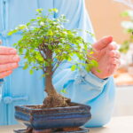 Bonsai em crochê com tronco estruturado, um tutorial para iniciantes