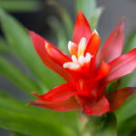 As bromélias mais fáceis de cultivar em casa e deixar sua decoração incrível