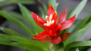 As bromélias mais fáceis de cultivar em casa e deixar sua decoração incrível