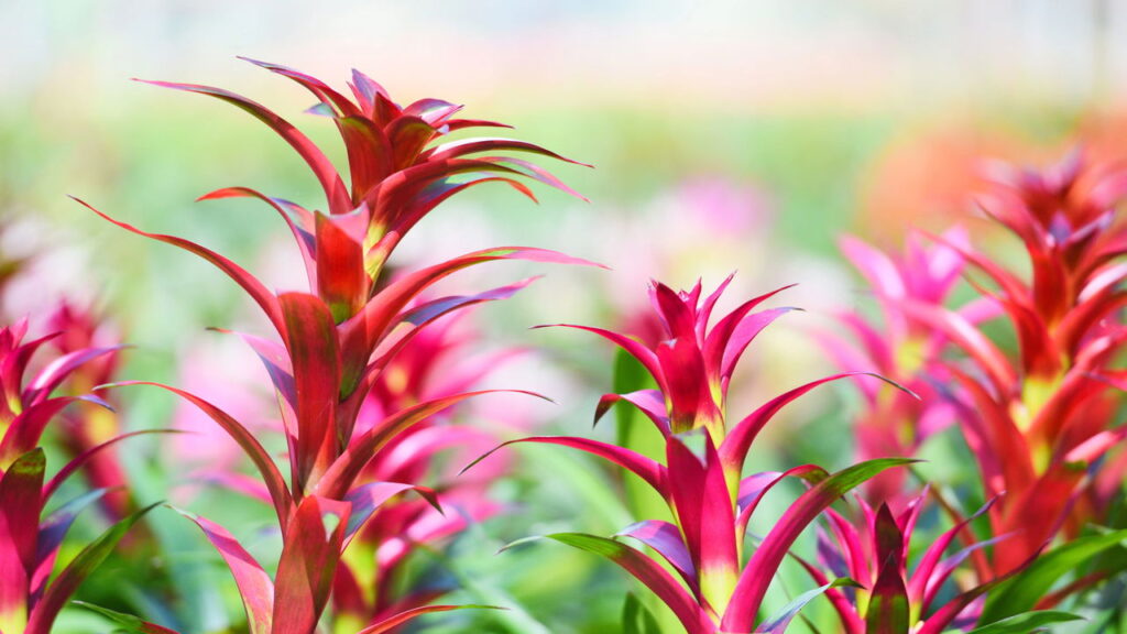 As bromélias mais fáceis de cultivar em casa e deixar sua decoração incrível