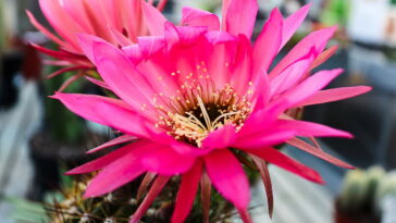 A touca de crochê mais divertida para arrasar no frio com estilo