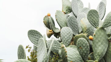 Crochê funcional e divertido, veja o segredo que este cacto charmoso esconde