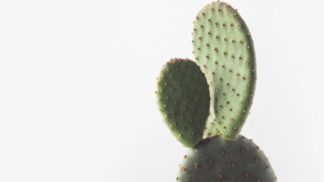 Essa almofada em formato de cacto virou o xodó da decoração artesanal