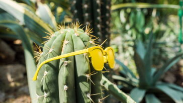 Esse cacto em crochê vai conquistar seu coração e sua porta