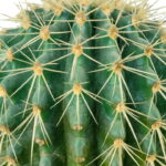 Esse chaveiro de crochê virou o queridinho das amantes de plantas