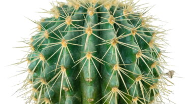 Esse chaveiro de crochê virou o queridinho das amantes de plantas