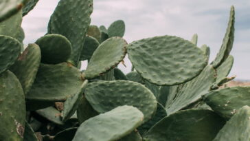 Como fazer um descanso de cacto em crochê que arranca sorrisos