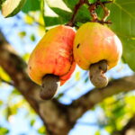 Essa árvore frutífera rústica virou febre entre quem cultiva em casa