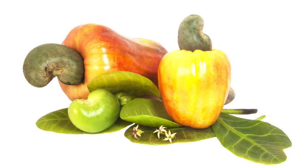 Como consumir caju e castanha-de-caju no dia a dia e aproveitar todos os nutrientes