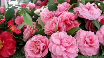 A planta mais elegante para ter no jardim em dias frios