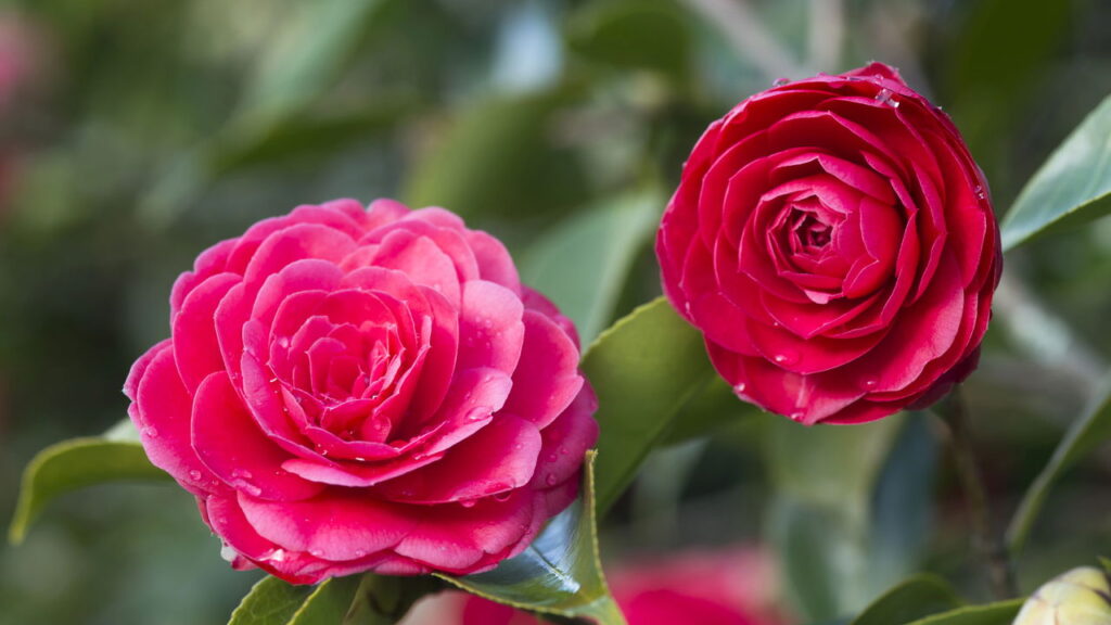 O chaveiro que virou sensação entre artesãs e fãs de crochê floral