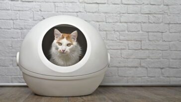 Tutores brasileiros estão mudando o local da caixa de areia e o motivo surpreende