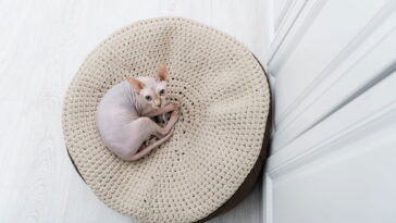 Essa caminha de crochê deixa os pets mais confortáveis e felizes com aconchego e beleza