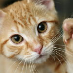 Cachecol de gatinhos em crochê está bombando entre crocheteiras criativas