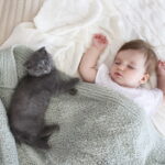 O hábito de dormir sobre o tutor, um gesto de confiança no mundo felino