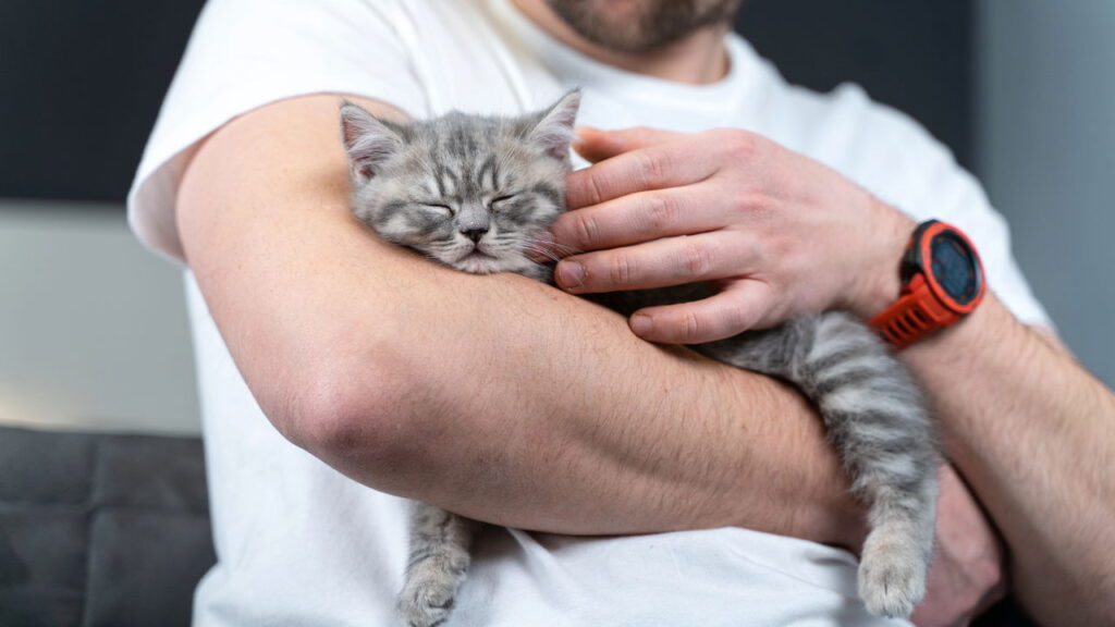 O hábito de dormir sobre o tutor, um gesto de confiança no mundo felino