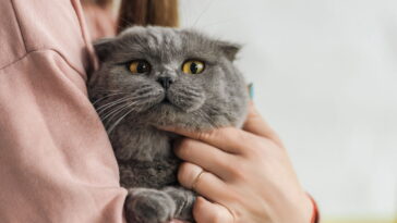 Como afastar gatos do jardim com repelente natural simples