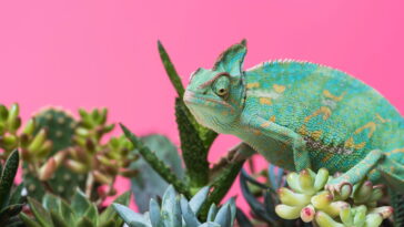 Transforme fios em encanto com esse camaleão de crochê divertido