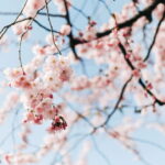 Esse passo do crochê transforma sua flor de cerejeira em peça única