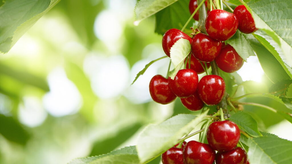 Chaveiro de cereja em crochê para um detalhe doce e criativo