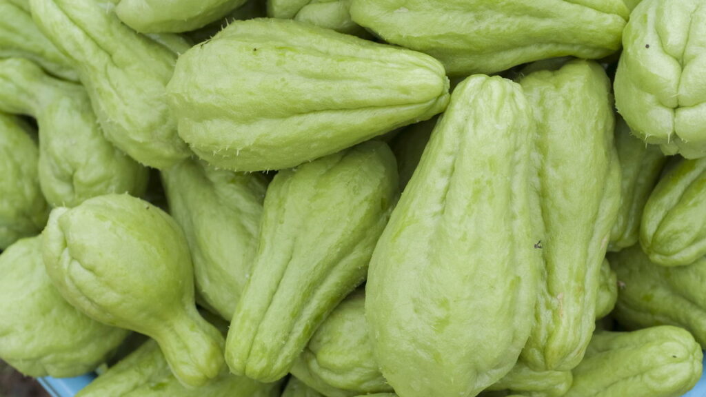 Chuchu é o alimento mais fácil de plantar em casa segundo especialistas