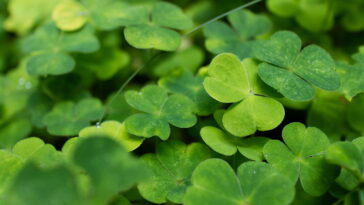 Descanso de copos em formato de trevo em crochê, aprenda o passo a passo completo
