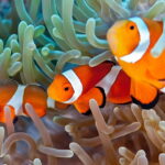 O chaveiro que está conquistando quem ama mar crochê e fofura