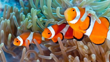 O chaveiro que está conquistando quem ama mar crochê e fofura