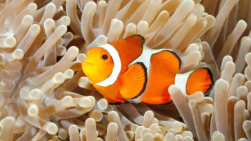 Almofada de peixe-palhaço em crochê, o passo a passo mais fácil e criativo