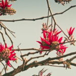 A planta brasileira que ajuda a dormir melhor e aliviar a ansiedade