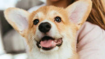 O cãozinho de crochê que está derretendo o coração de quem vê