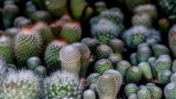 Aprenda a confeccionar esse porta lenços em crochê cheio de personalidade em 8 passos