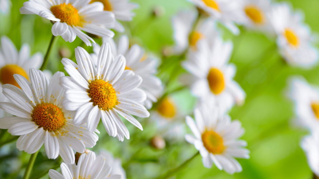 Essa faixa de margaridas em crochê está conquistando as apaixonadas por flores