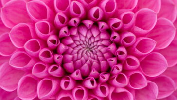 O melhor passo a passo para fazer vaso de dália em crochê