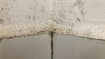 O truque simples que deixa seu vaso livre de mofo sem químicos